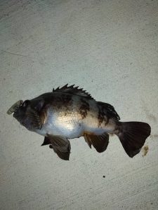メバリング釣果Ⅱ