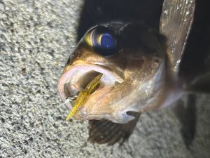 数カ月ぶりの釣りへ①