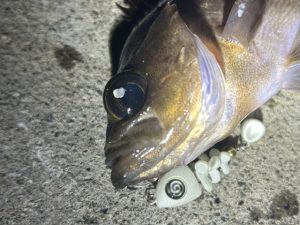 数ヶ月ぶりの釣り➁