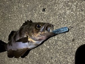 ツツイカ狙いでランガン釣行