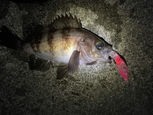 今シーズン最後のメバリング
