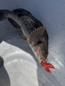 TBオリカラ最新釣果！？