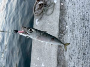イカを狙ってきました！