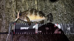 ナイトゲーム釣果情報🎣