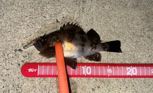 大好きなおばあちゃんと釣りへ🎣
