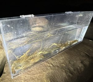 深夜のテナガエビパスタ