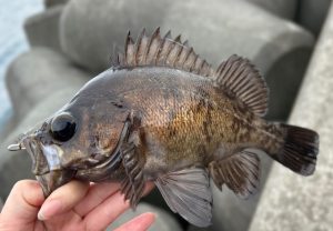 穴ってスゴイ