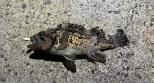 漁港に癒されに🎣