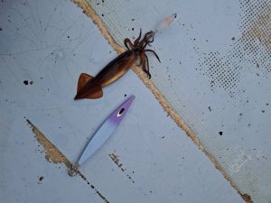 スルメイカ釣り