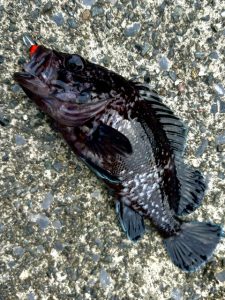 釜石魚影濃ゆっ