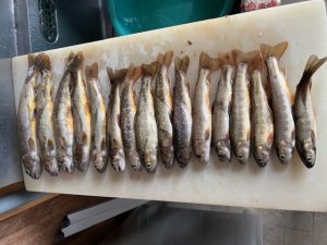 3度目の釣果いただきました☆