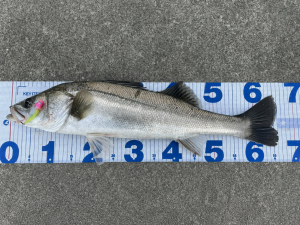 　　　　　　釣果情報