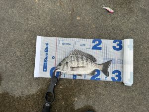 釣果情報🎣