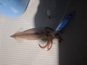 スルメイカ釣りⅢ