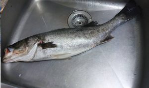 シーバス釣果