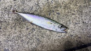 おばあちゃんと釣りデート🎣