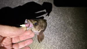 おばあちゃんと釣りデート🎣Ⅱ