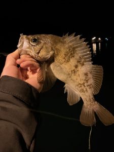 2か月半ぶりに釣り