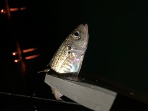 秋の小型回遊魚が好調です