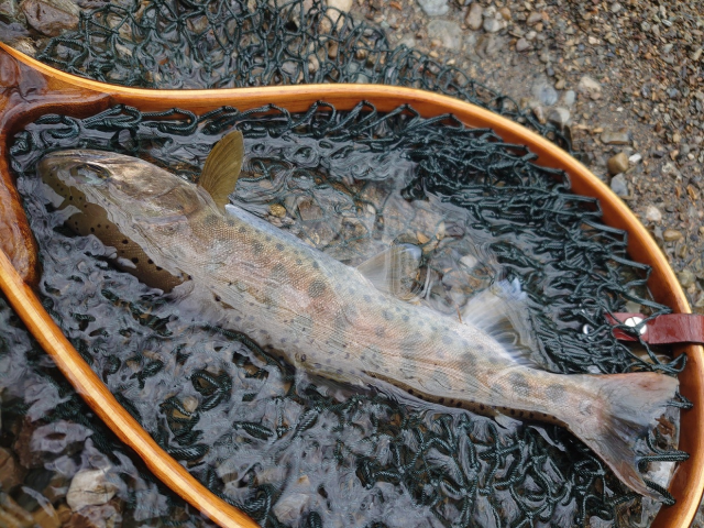 今季の渓流はどうですか 横手十三号店 Yokote Jyusango