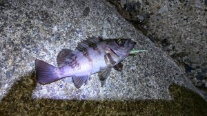 2026年初釣り！！