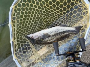 凪予報＆ｽｲｽｲﾄﾞﾛｯﾊﾟｰ入荷です！！