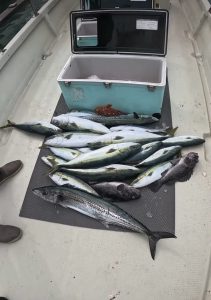 小松沖サワラ入りました！＆タイラバ用中古リール入荷！