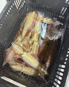 イカメタル釣果＆新品割引がスタートです！！