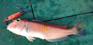 ジギングで甘鯛