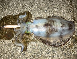 新潟へ海釣り行って来ました~♪