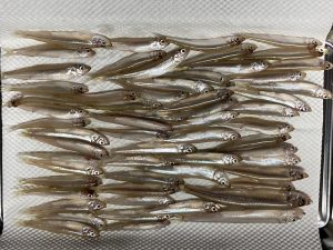 鳴沢湖へワカサギ釣りに行って来ました！【2】