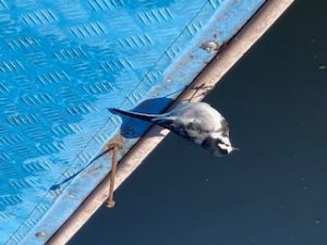 鳴沢湖へワカサギ釣りに行って来ました！【3】