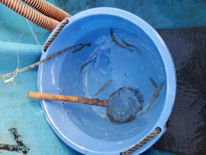 鹿島ヒラメ釣り