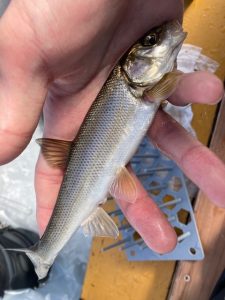 赤城大沼へ氷上ワカサギ釣りに行ってきました!【4】