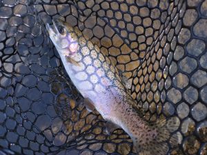 【エリアトラウト】釣果情報2