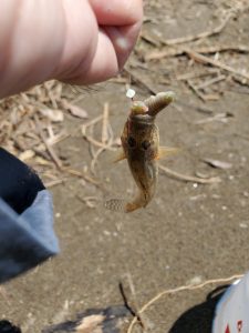 新潟キス釣り