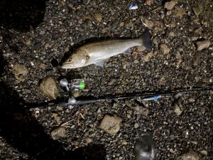 【池袋東店】雨ニモマケズ、風ニモマケズ～多摩川シーバス釣行～