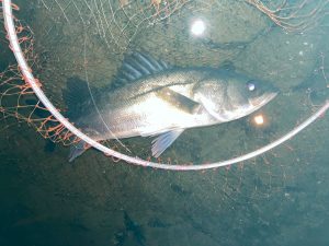 【池袋東店】多摩川シーバス、まだ釣れますよ！