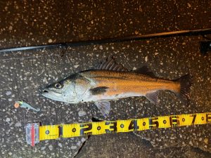 【池袋東店】上げ潮シーバス好調！！！～多摩川運河～