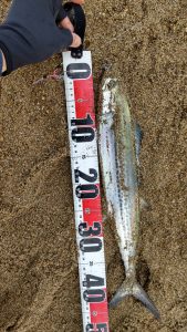 ショアジギング開始！！