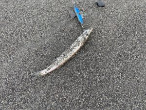 サーフで釣れた魚は…