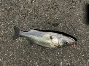 ルアーで反応が悪い時の裏ワザとは…