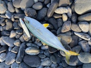 セイゴが釣れないのでサーフへ…