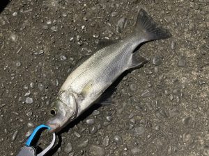 初めての電気ウキ釣りに挑戦しました！