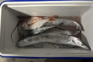 チビウロコ・チビウロコショート無双！！！！！