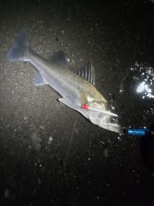 大好きなサーフの鱸釣りへ…