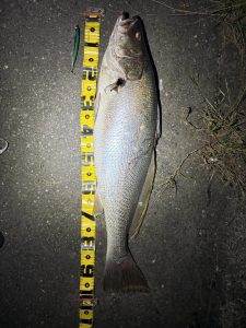 今年は早くも！？