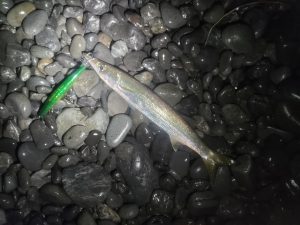 ボチボチ通ってますが…