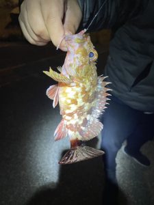 アジが釣れないのでカサゴ・・・