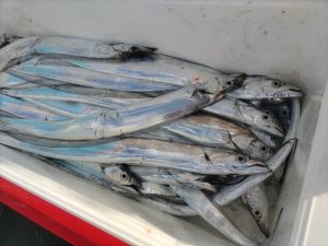 12/18（木）小川港「橋安丸さん」に乗って…